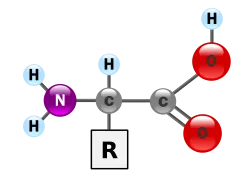 חומצת אמינו